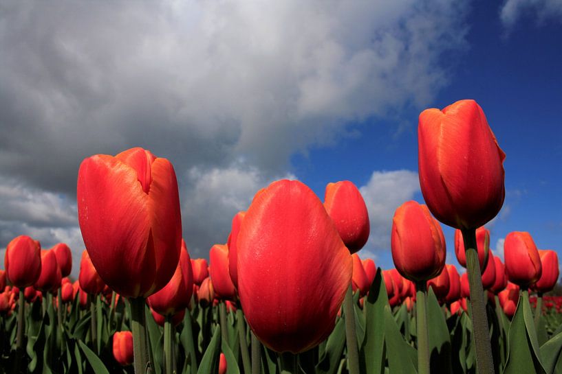Tulpen in de wolken by Pamela Fritschij