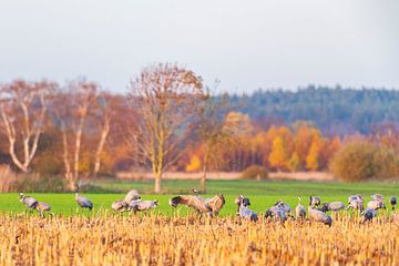 Kraanvogels rusten en eten in een veld tijdens de herfstmigratie