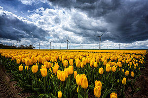 Tulpenveld in Espel
