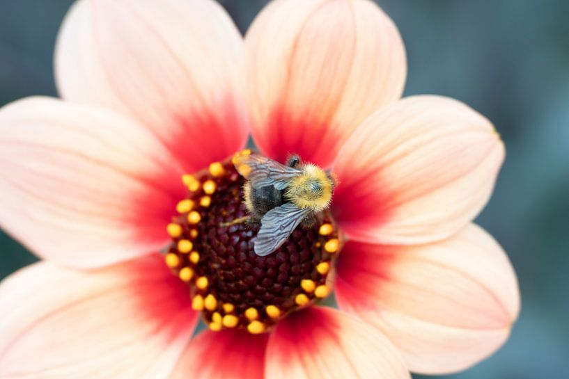 Dahlia avec une visite ! par Monique van Helden