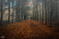 Beginning Autumn Colours Netherlands