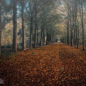 Anfängliche Herbstfarben Niederlande von Arnold Loorbach Photography