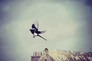 vogel / bird / oiseau by melissa demeunier