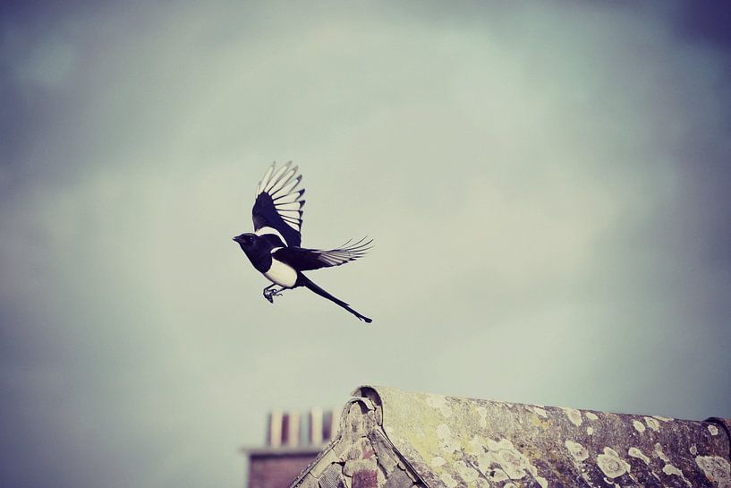 vogel / bird / oiseau van melissa demeunier