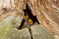 jonge vogels in nest von Arnoud Kunst Miniaturansicht