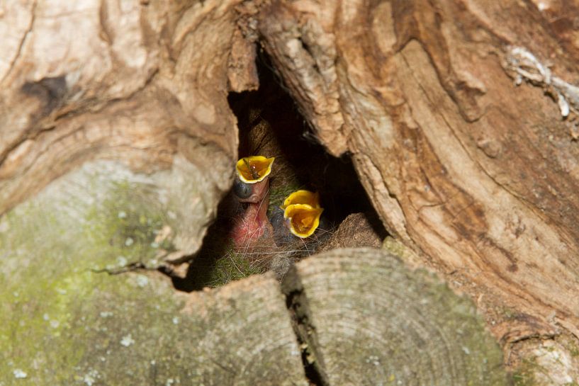jonge vogels in nest sur Arnoud Kunst