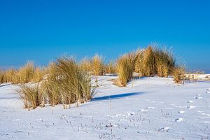 Düne an der Ostseeküste in Warnemünde im Winter