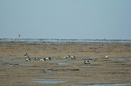 Eb op de Waddenzee by vanetty onderstal