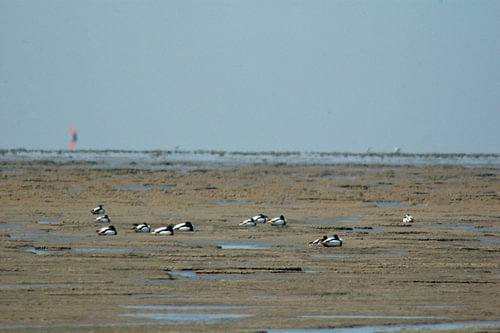 Eb op de Waddenzee