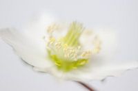 Verträumte Weihnachtsrose