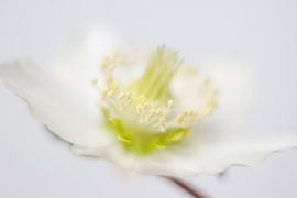 Dreamy Christmas Rose by Karin Bijpost