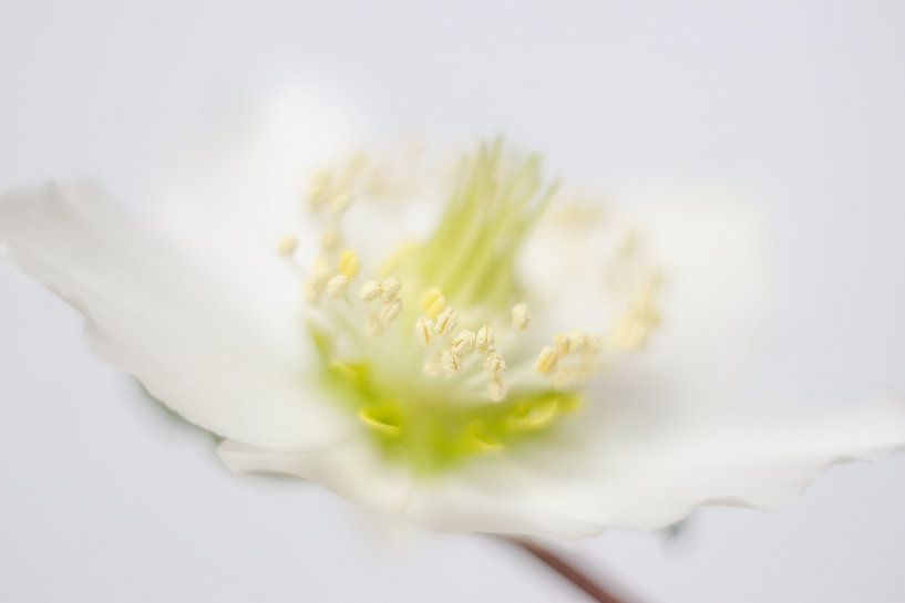 Verträumte Weihnachtsrose von Karin Bijpost
