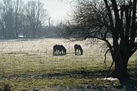 Konik's horses silhouette