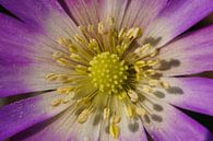 Nahaufnahme einer Anemone mit Pollen von Sandra Keereweer Miniaturansicht