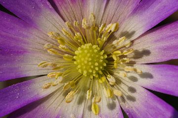 close up anemone avec pollen sur Sandra Keereweer
