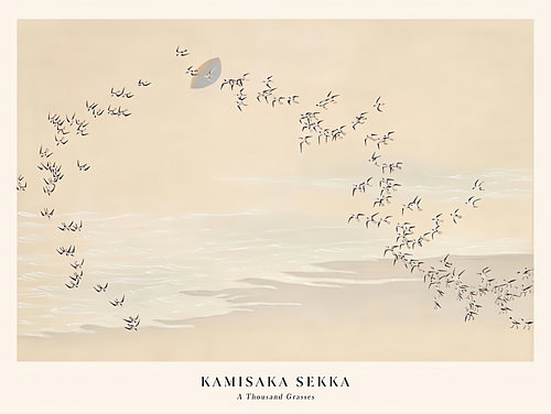 Oiseaux au-dessus de la Côte tranquille