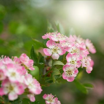 Roze bloeiende eenstijlige meidoorn, Crataegus monogyna van Heiko Kueverling