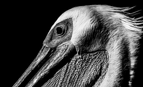 Pelikaan in contrast