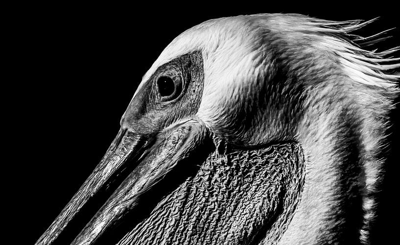 Pelikaan in contrast von Marit van de Klok