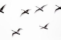 Swans in a nutshell (photo uncrop)