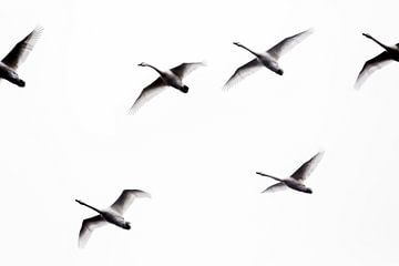 Zwanen in vogelvlucht (photo uncrop) van Jan Sportel Photography