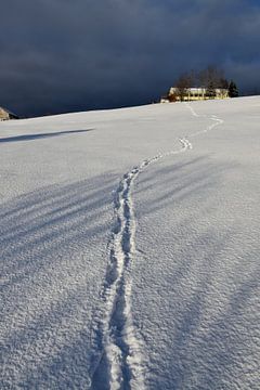 Fußabdrücke im Schnee von Claude Laprise