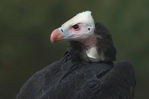 Vautour à tête blanche (Trigonoceps occipitalis)