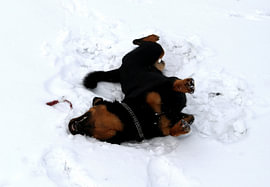 Un chien'les joies de l'hiver sur Helmut Martin - The Art of Stone - Steinkunst & Photographie