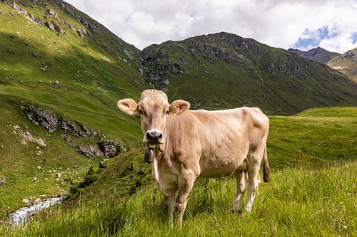 Cow in the pasture in Switzerland