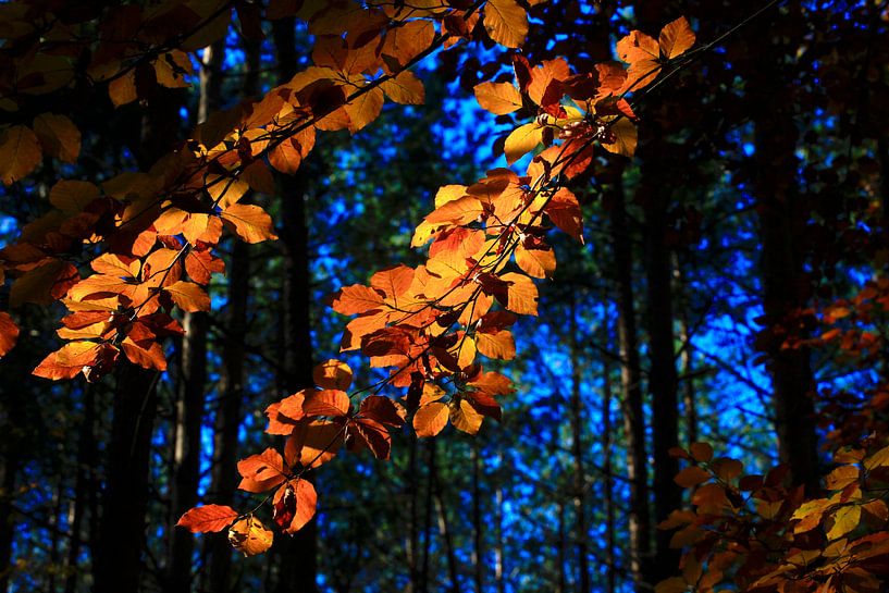 Beech by Thomas Jäger
