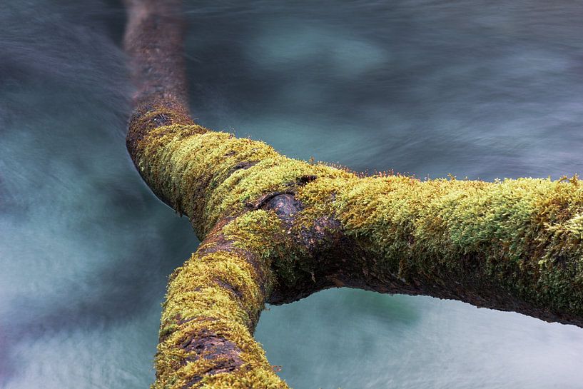 Tree trunk in a flowing brook by JWB Fotografie
