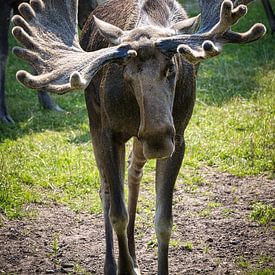 Vooraanzicht van een eland in Zweden van Martin Köbsch