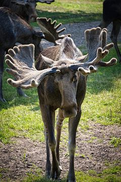 Vooraanzicht van een eland in Zweden van Martin Köbsch