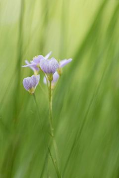 Pinksterbloemen von Ingrid Van Damme fotografie