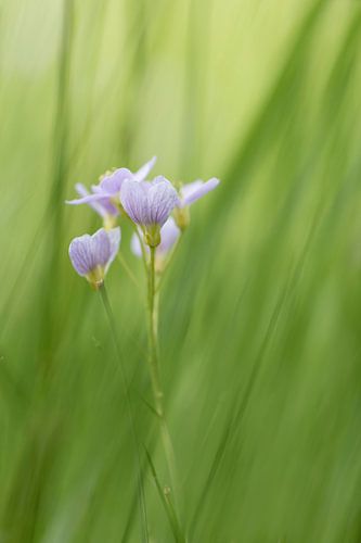 Pinksterbloemen