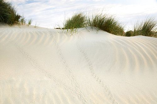 Sporen in het zand