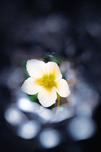 Een Bloem in Focus van bart dirksen