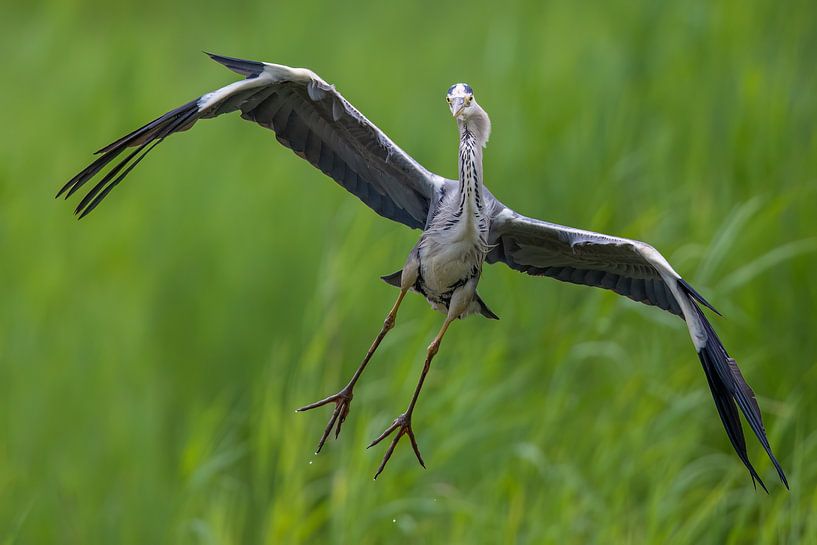 wet toes by Eric Van Hul