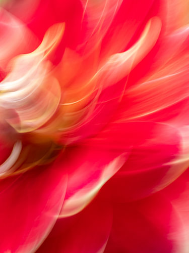 Getting Creative with Dahlia's