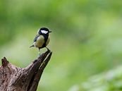 Mésange charbonnière par Thijs Schouten Aperçu