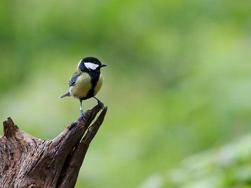 Titmouse by Thijs Schouten