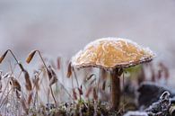 Paddenstoel met een hoedje van ijs by Cathy Php thumbnail