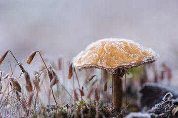 Paddenstoel met een hoedje van ijs