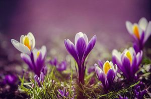 Krokusse im Frühjahr,Illustration