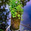 Bloemen en planten op bemost piket in vijver omringd door water van pixxelmixx