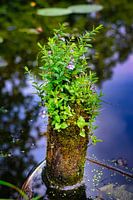 Bloemen en planten op bemost piket in vijver omringd door water
