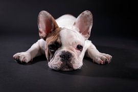 Mollie Franse Bulldog by LUNA Fotografie
