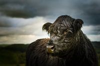 Black Scottish Highlander