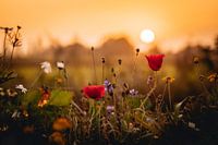 Summerweelde | A sunrise between the flowers
