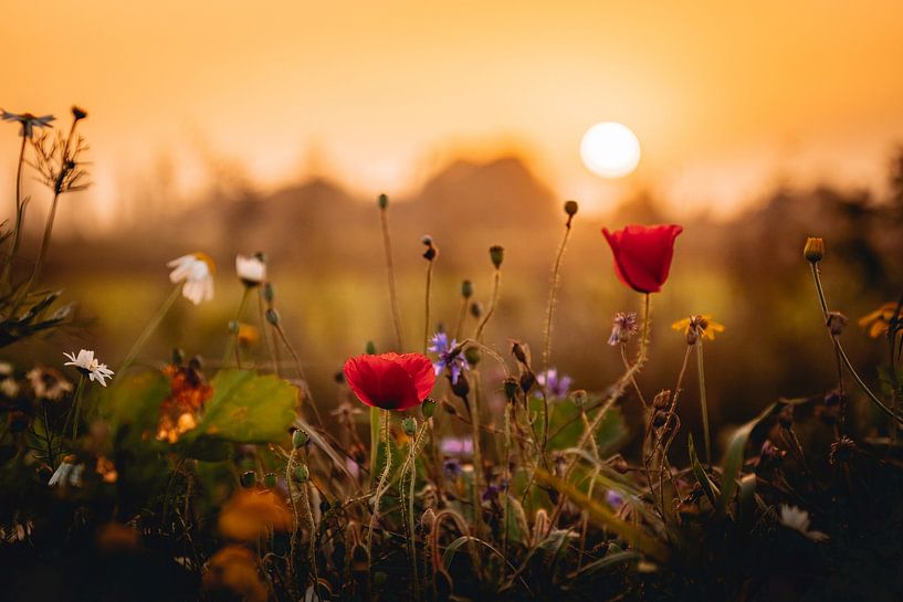 Summerweelde | Un lever de soleil parmi les fleurs par Kirsten - Where She Goes